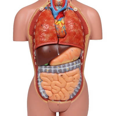 Miniature Dual-Sex Torso Model | Health and Care